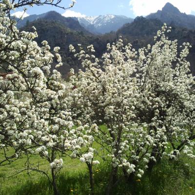 la nature à Casteil