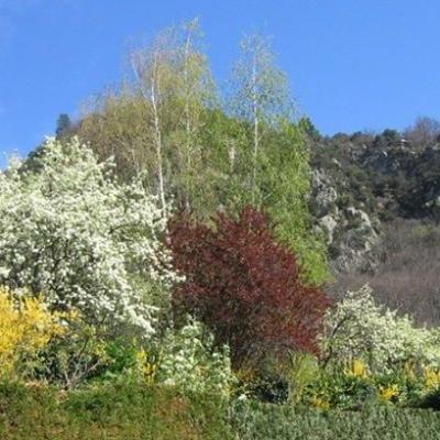 le printemps