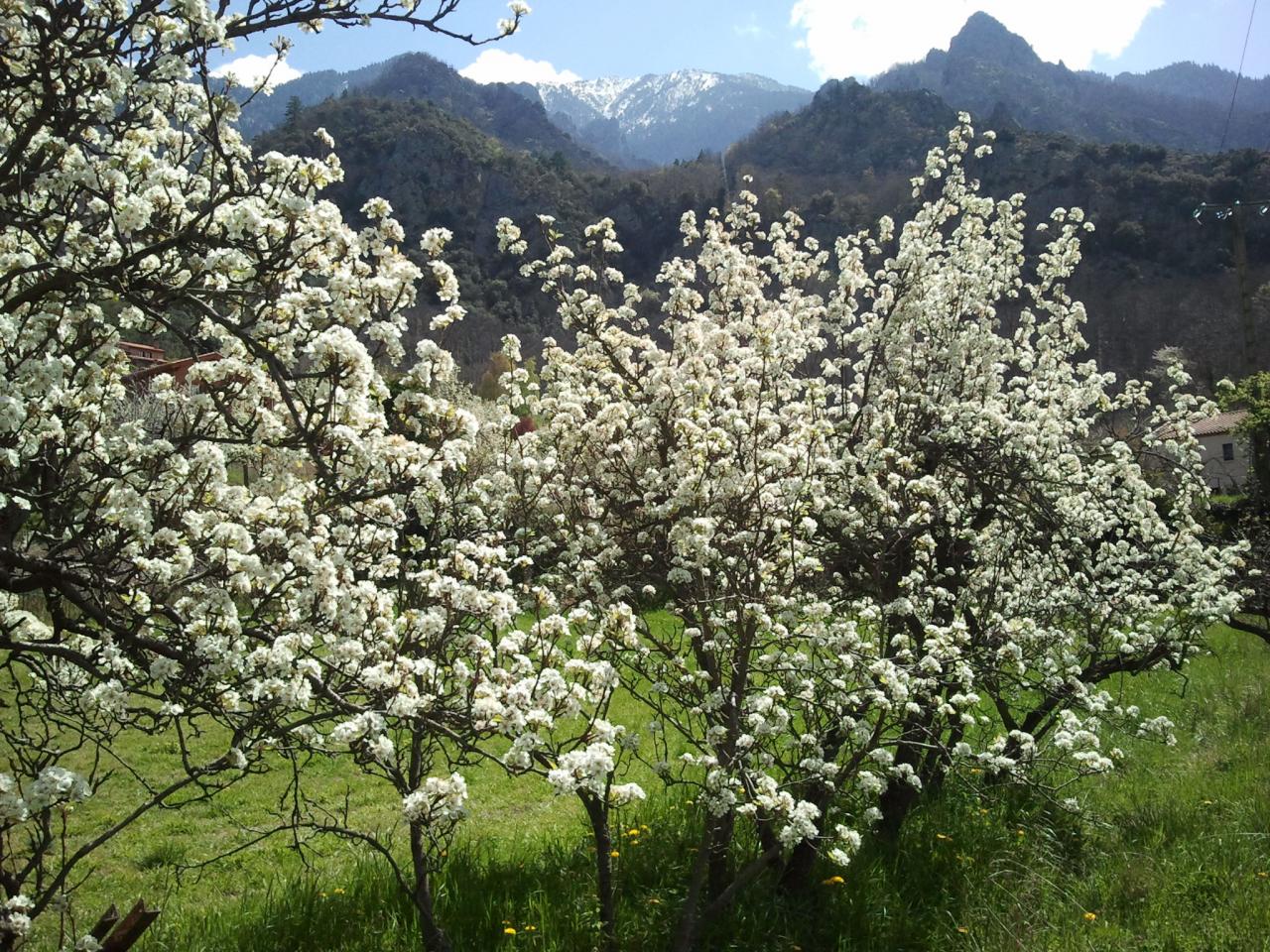 la nature à Casteil